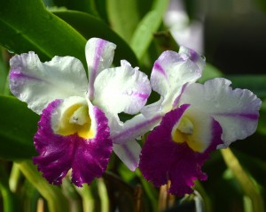 Purple And White Orchids